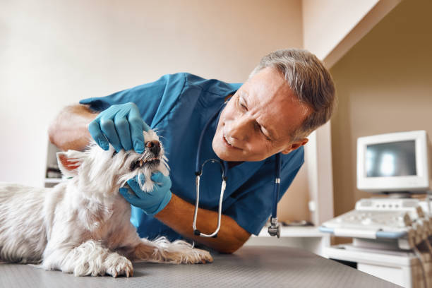 Best Knocked-Out Tooth (Avulsed Tooth) Treatment in Richwood, WV